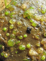 Chaetophora