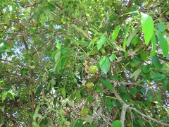 Sclerocroton integerrimus