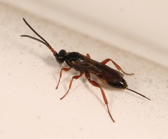Arotrephes speculator