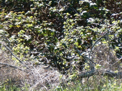 Curruca communis