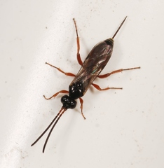 Arotrephes speculator