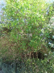Sclerocroton integerrimus