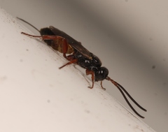 Arotrephes speculator