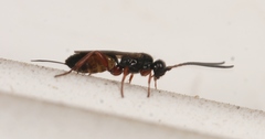 Arotrephes speculator