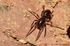 Oedignatha