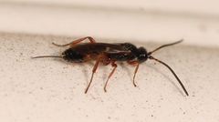 Arotrephes speculator