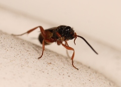 Arotrephes speculator