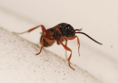Arotrephes speculator