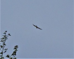 Ictinia mississippiensis