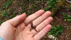 Desmognathus wrighti