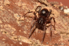 Oedignatha
