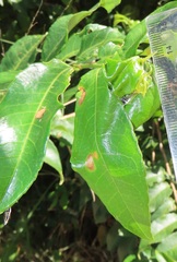 Sclerocroton integerrimus