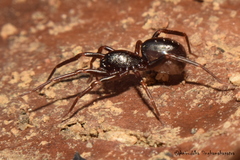 Oedignatha