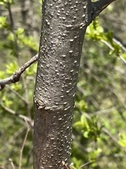 Rhamnus lanceolata