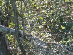 Ficedula hypoleuca