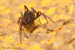 Oedignatha
