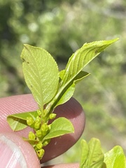 Rhamnus lanceolata