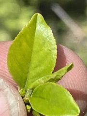 Rhamnus lanceolata