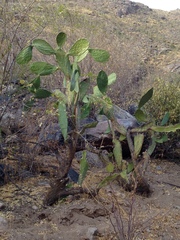 Opuntia laevis