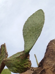 Opuntia laevis