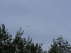 Ictinia mississippiensis