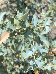 Berberis higginsiae