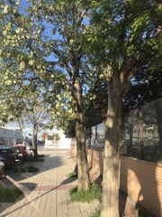 Robinia pseudoacacia