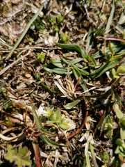 Cerastium semidecandrum