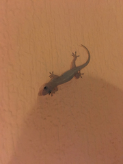 Hemidactylus mabouia