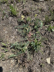 Astragalus tennesseensis