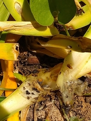 Neuranethes spodopterodes