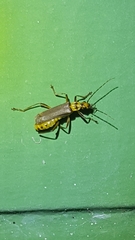 Chauliognathus sticticus