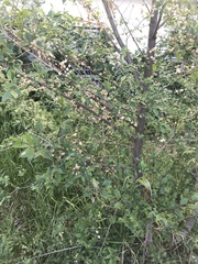 Ulmus minor