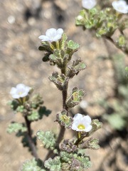 Phacelia affinis