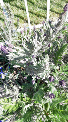 Lavandula stoechas
