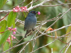 Diglossa caerulescens