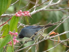 Diglossa caerulescens