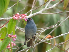 Diglossa caerulescens