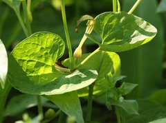 Aristolochia pallida