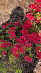 Rhododendron indicum