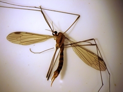 Elephantomyia