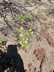 Emmenanthe penduliflora