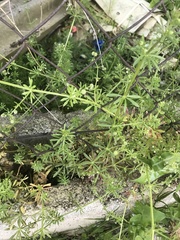 Galium aparine