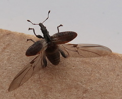 Stephanorhynchus crassus