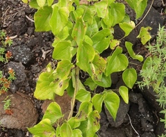 Dioscorea sylvatica