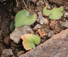 Eriospermum ornithogaloides