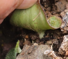 Eriospermum ornithogaloides