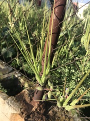 Erodium ciconium