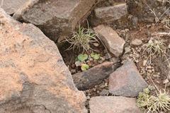 Eriospermum ornithogaloides