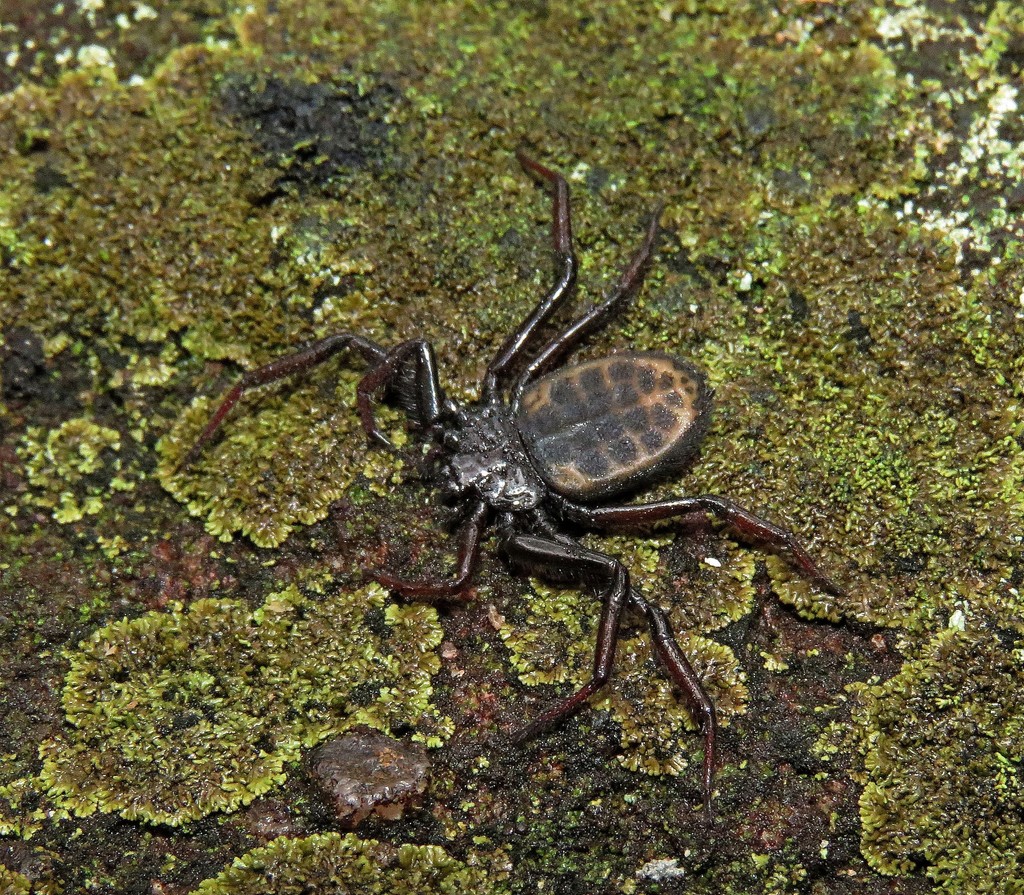 Vectius niger
